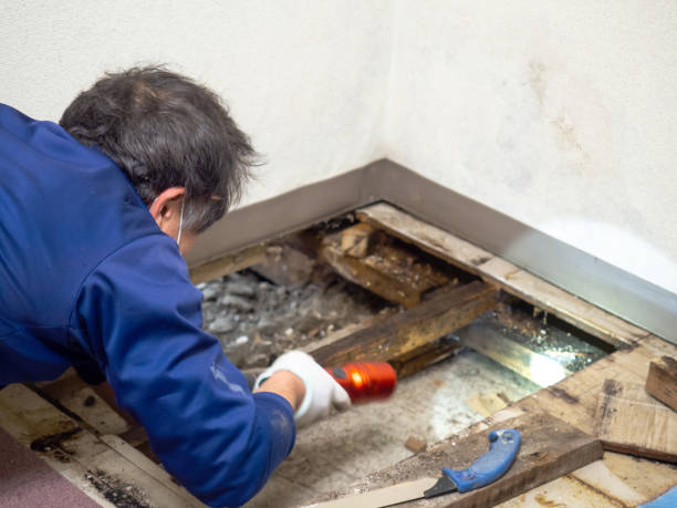 Certified Mold Removal in Fitchburg, MA