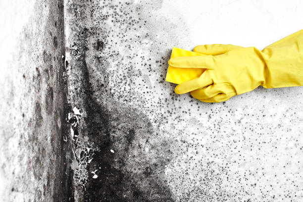 Best Professional Mold Removal  in Fitchburg, MA