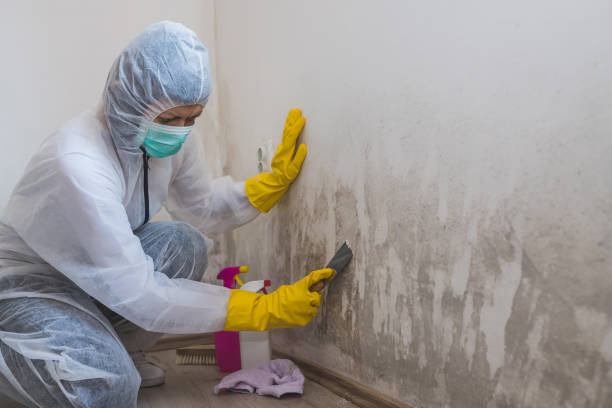 Best Mold Damage Repair  in Fitchburg, MA