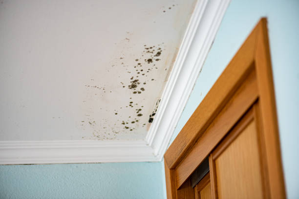 Best Mold Cleaning Services  in Fitchburg, MA