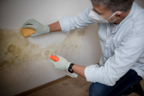 Best Emergency Mold Removal  in Fitchburg, MA