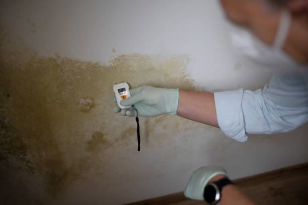 Best Professional Mold Removal  in Fitchburg, MA