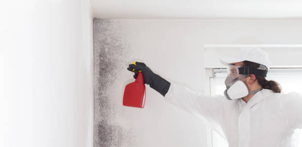 Best Mold Testing  in Fitchburg, MA