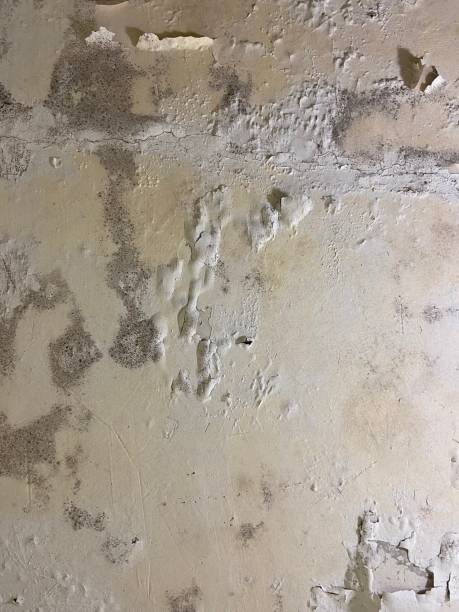 Best Mold Removal Company Near Me  in Fitchburg, MA