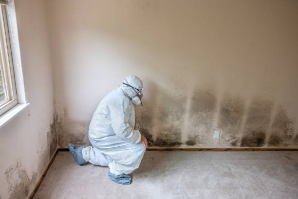 Best Fast Mold Removal  in Fitchburg, MA
