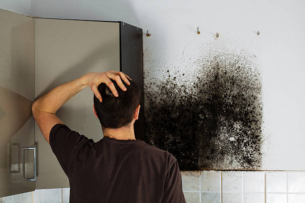 Trusted Fitchburg, MA Mold Removal Experts