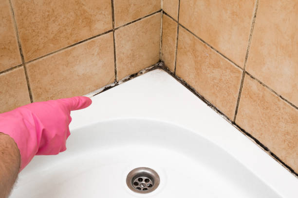 Mold Removal Process in Fitchburg, MA